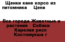 Щенки кане корсо из  питомника! › Цена ­ 65 000 - Все города Животные и растения » Собаки   . Карелия респ.,Костомукша г.